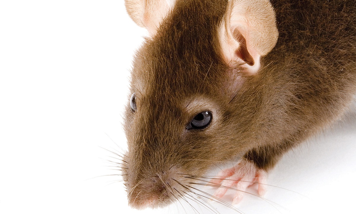 House mice pesticide resistance